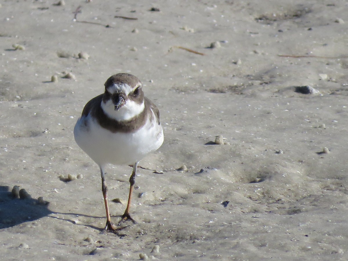 Semipalmated Plover - ML178758171