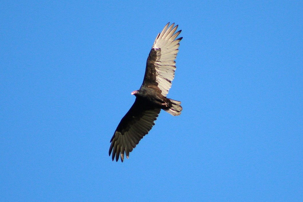 Turkey Vulture - william burnett