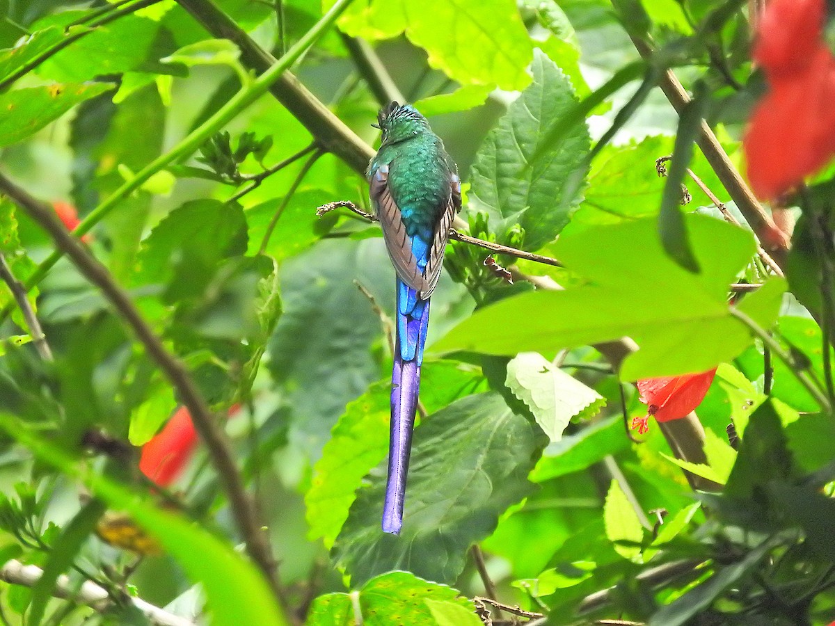 Long-tailed Sylph - ML178762361