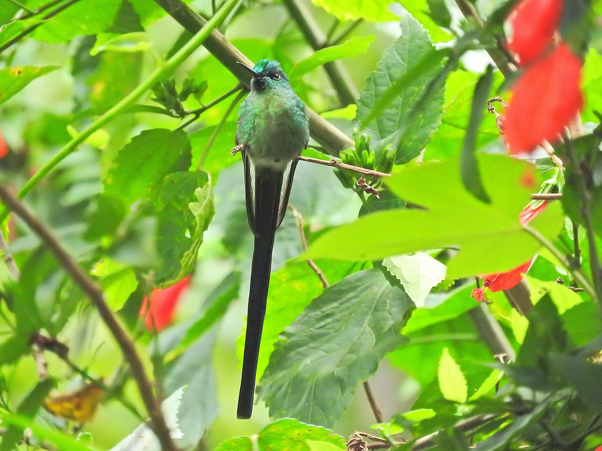 Long-tailed Sylph - ML178762381