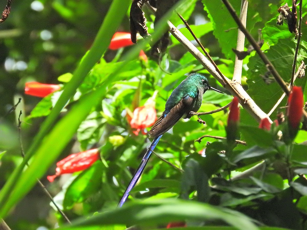 Long-tailed Sylph - ML178762561