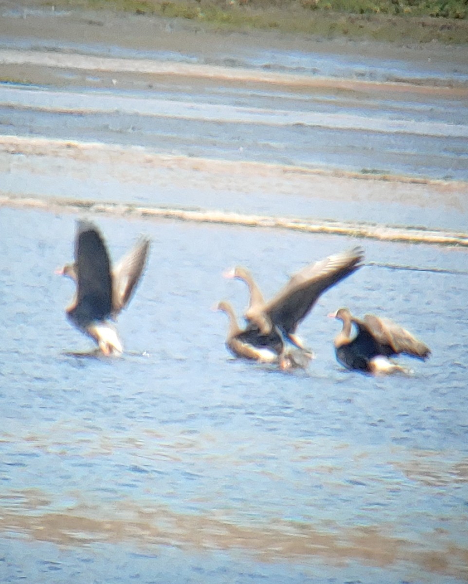 Greater White-fronted Goose - ML178762631