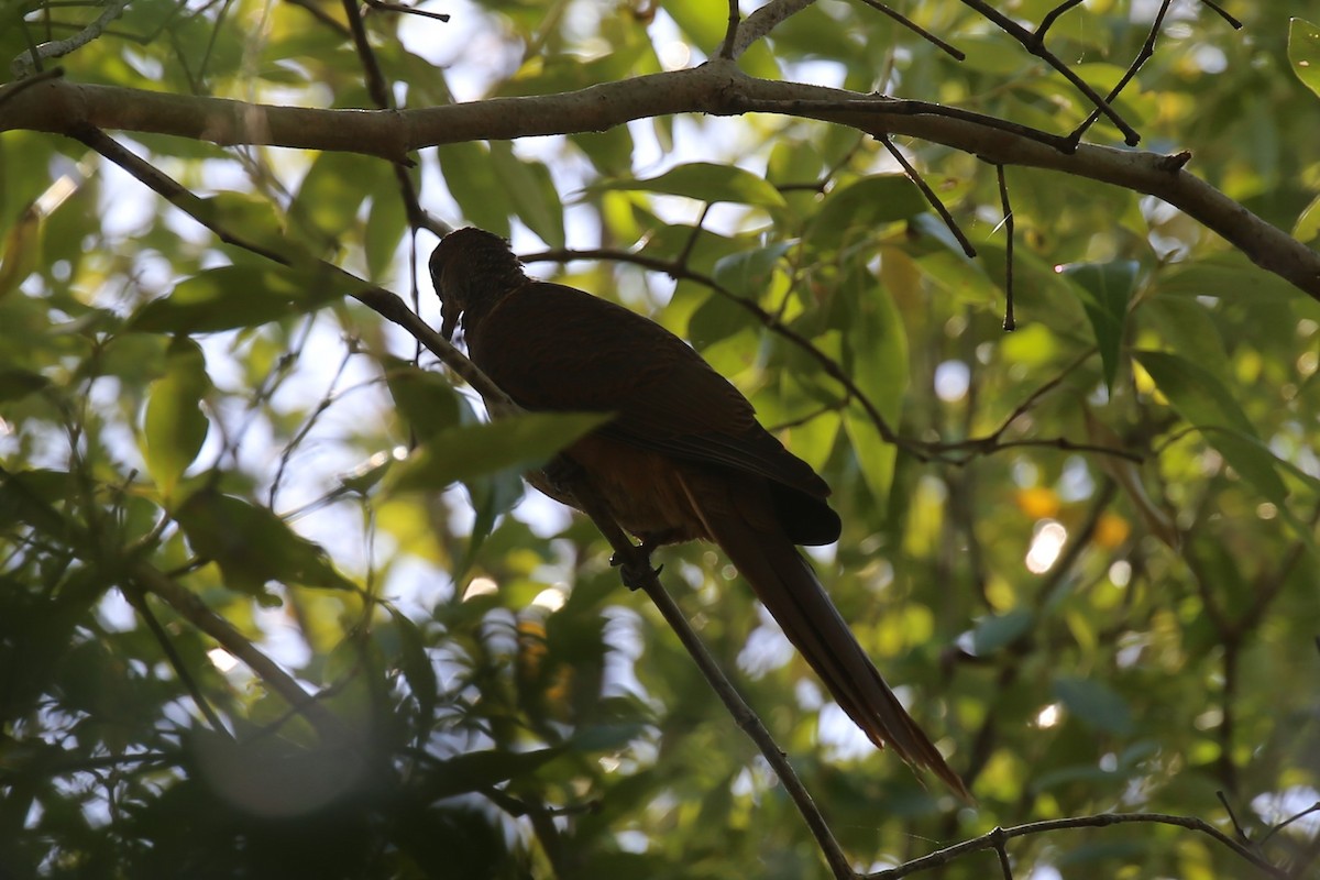 Timor Cuckoo-Dove - ML178762721