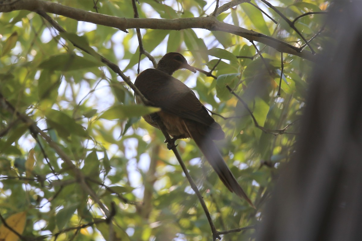 Timor Cuckoo-Dove - ML178762751