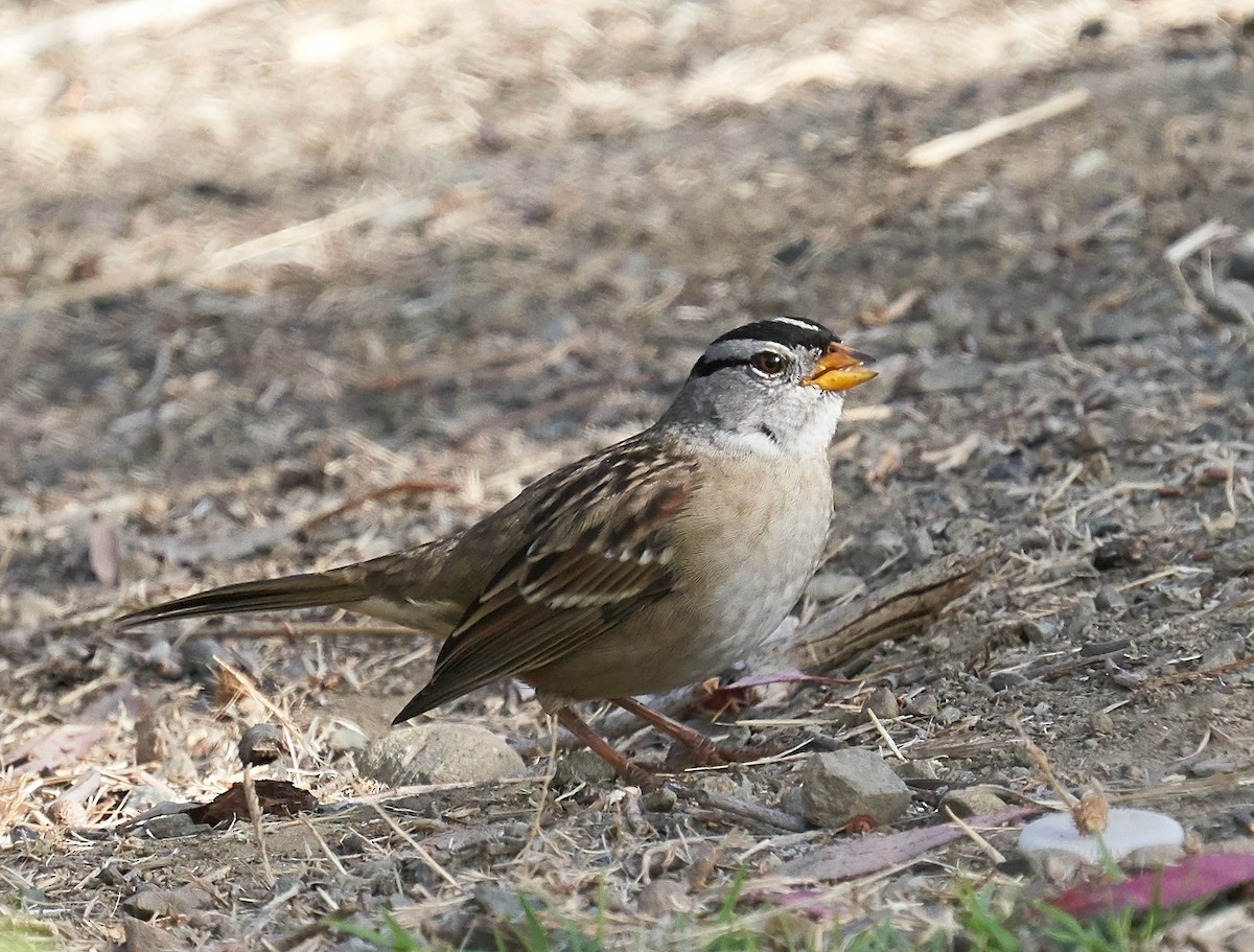 White-crowned Sparrow (Gambel's) - ML178763101