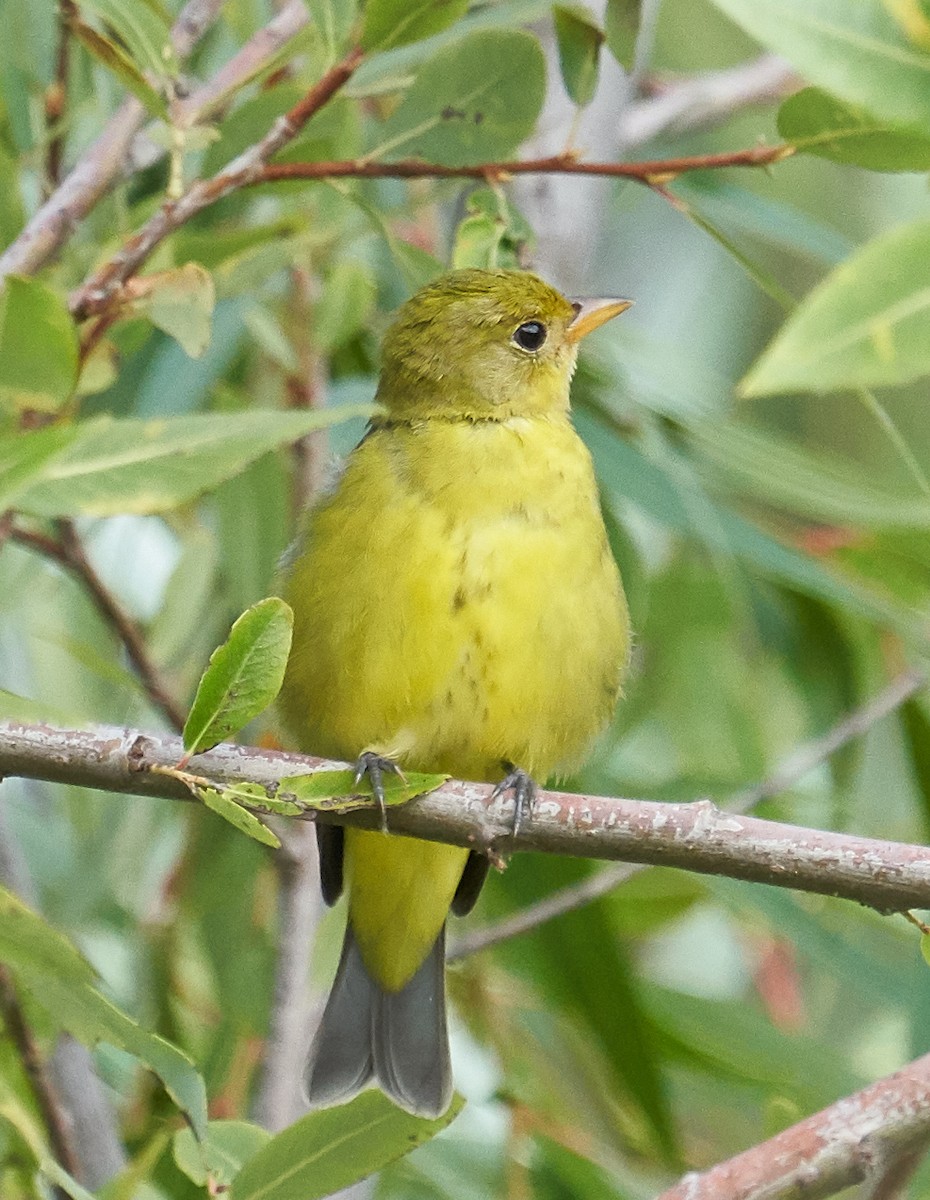 Western Tanager - ML178763381