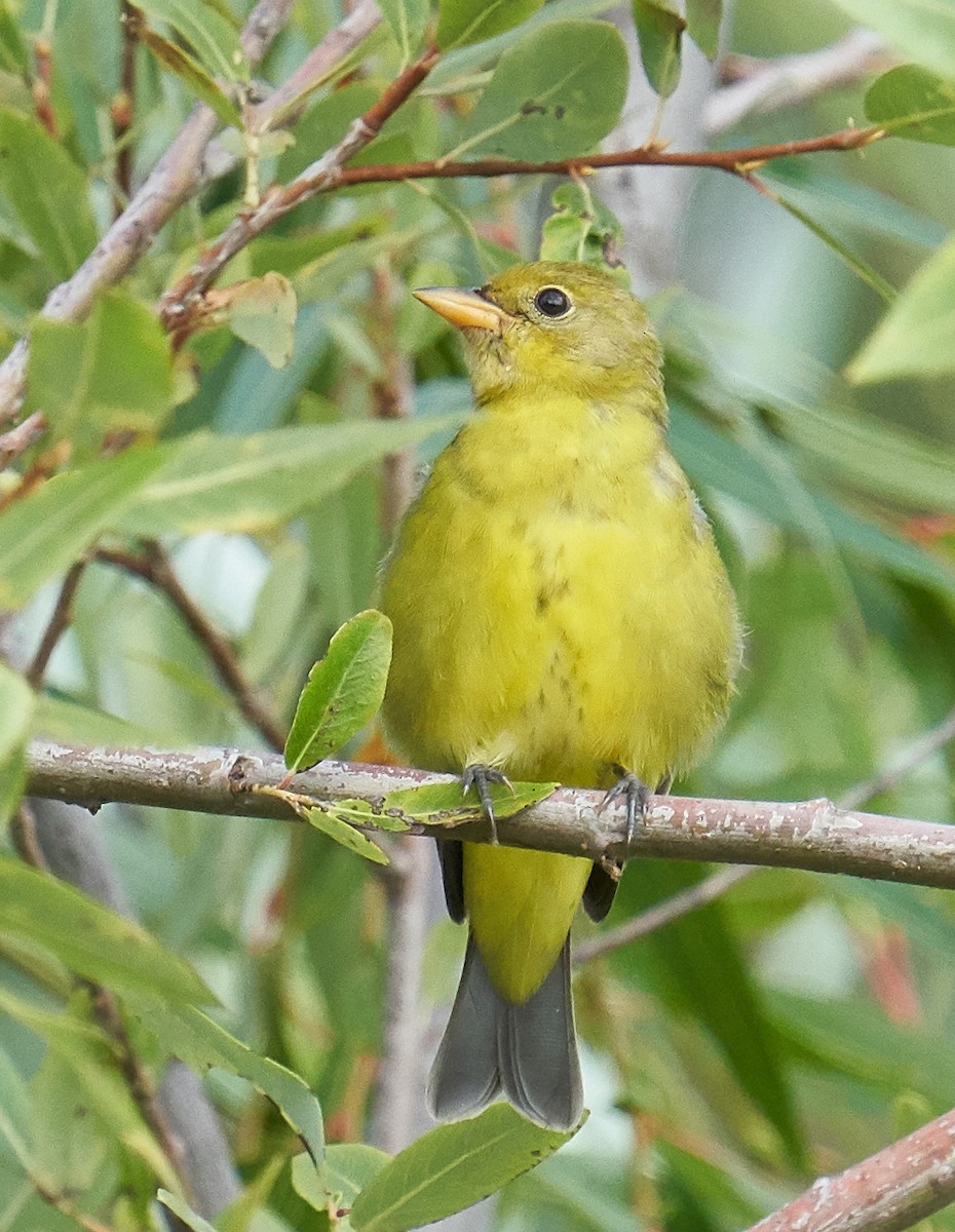 Western Tanager - ML178763391