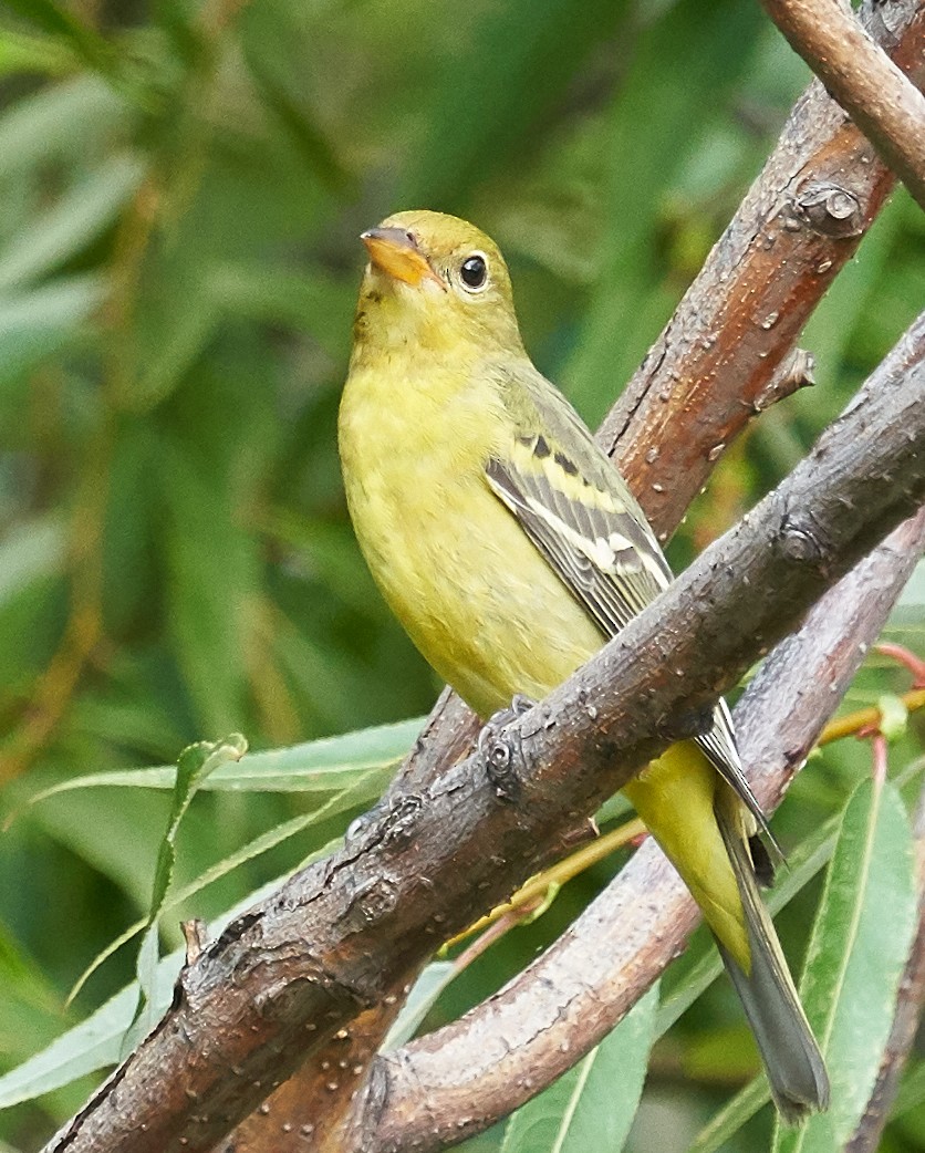 Western Tanager - ML178763401
