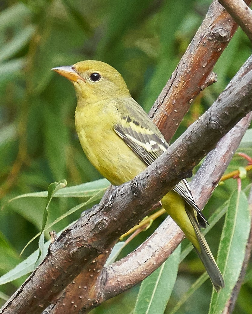 Western Tanager - ML178763411