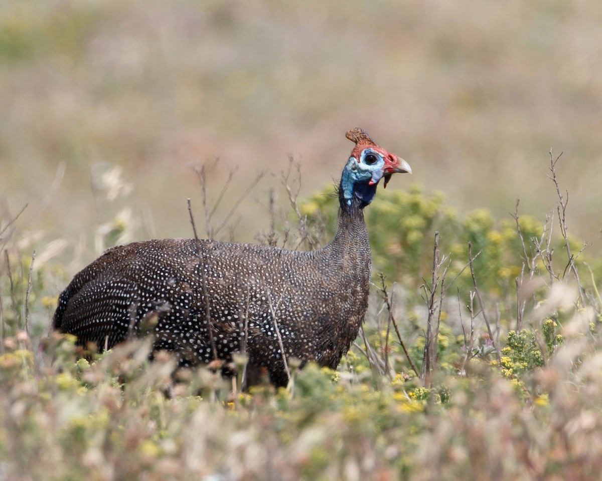 Helmeted Guineafowl (Tufted) - Jeff Stacey