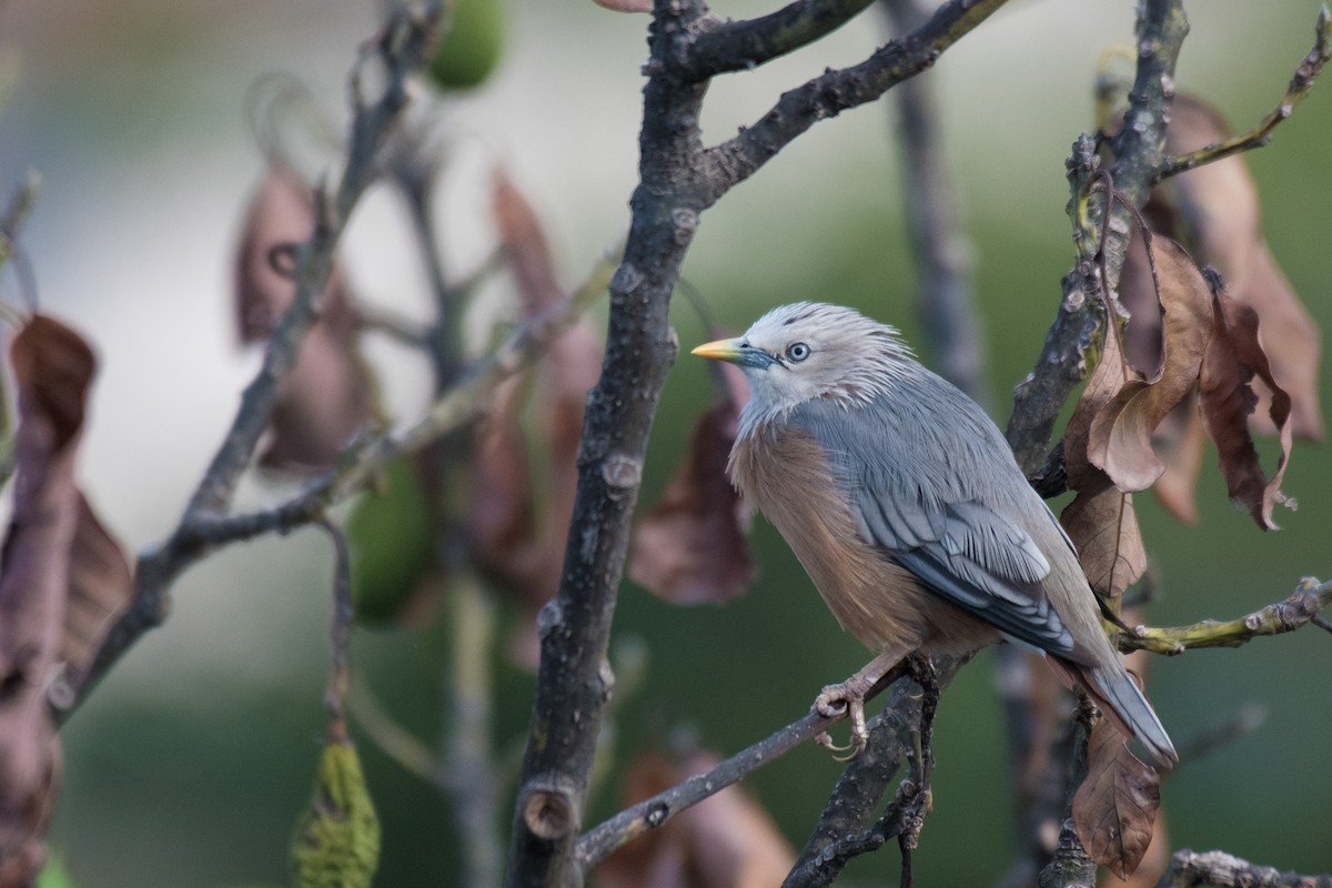 Chestnut-tailed Starling - ML178764751
