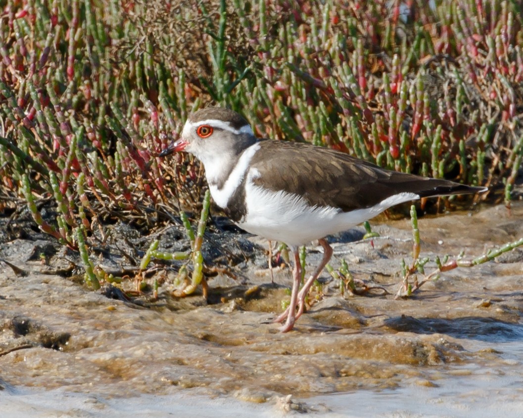 Three-banded Plover - Jeff Stacey