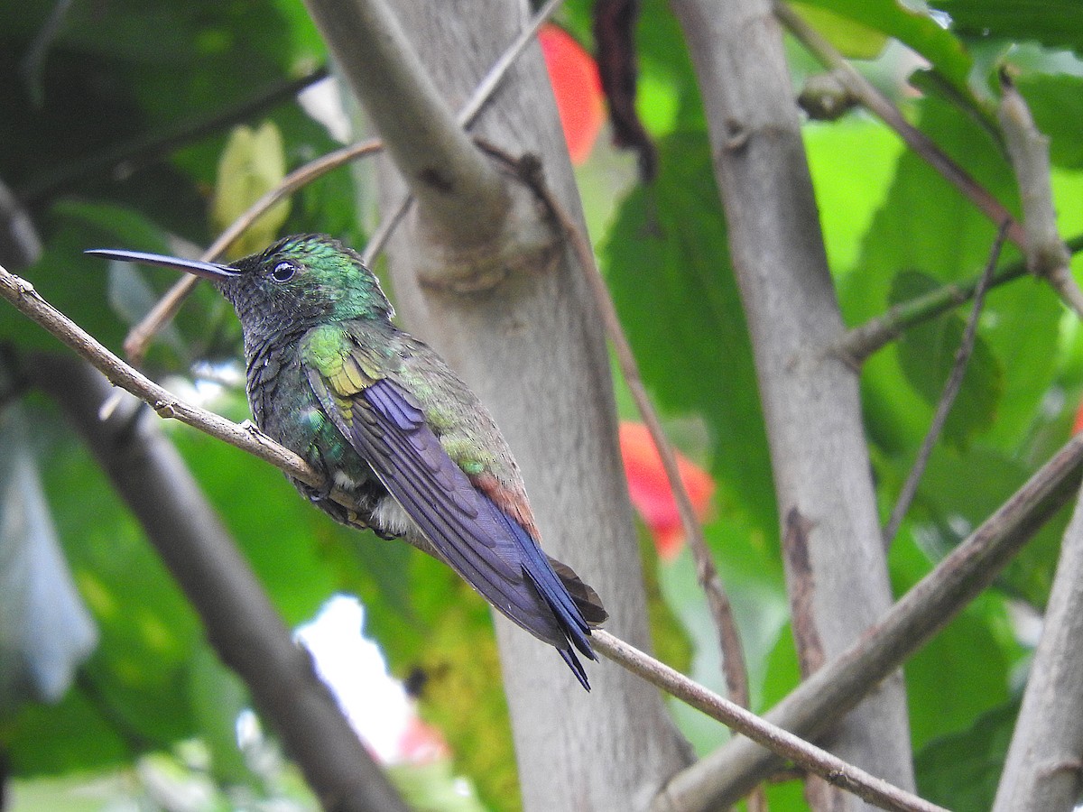 Copper-rumped Hummingbird - Alfredo Rosas