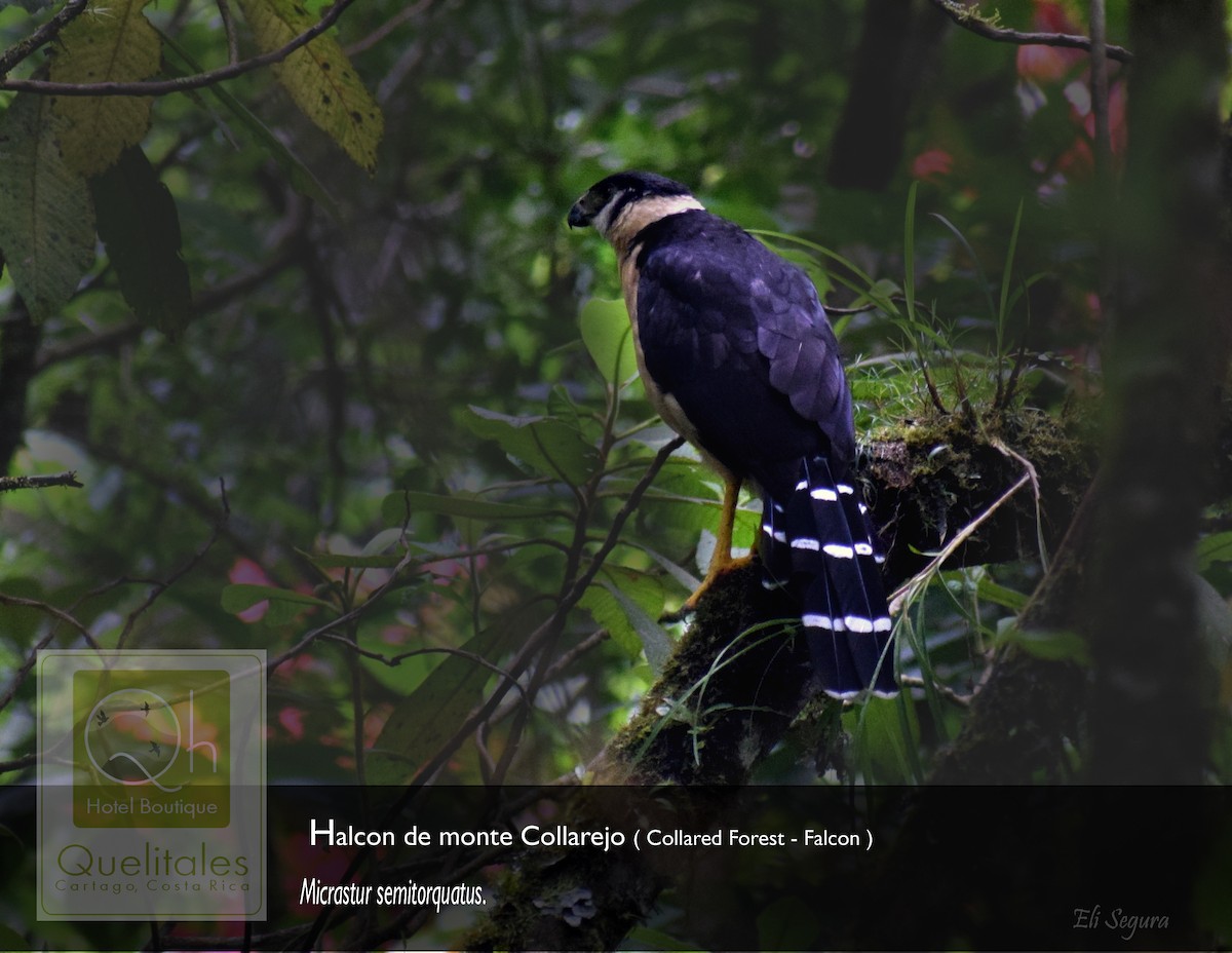 Collared Forest-Falcon - Elizeth Segura