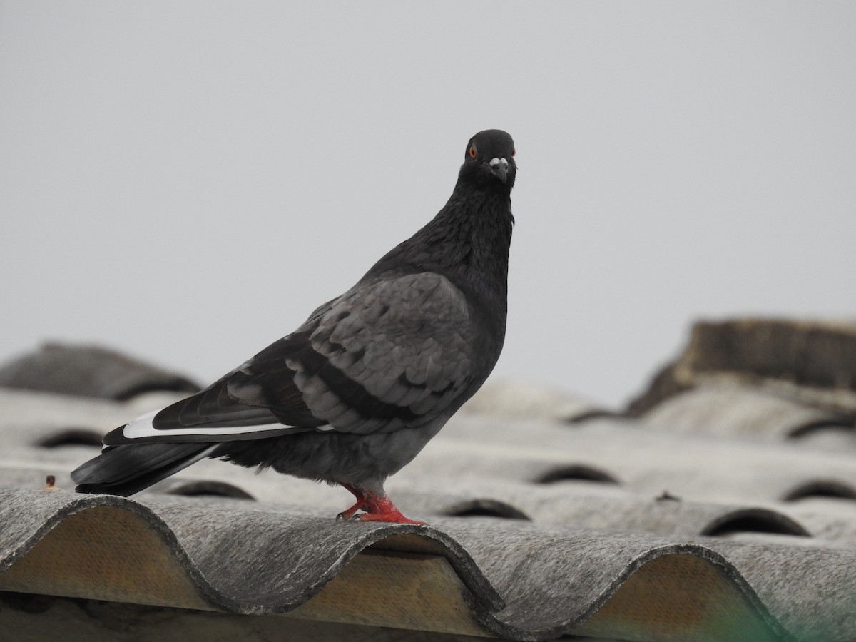 Rock Pigeon (Feral Pigeon) - Eduardo Rafael  Lázaro Arroyo