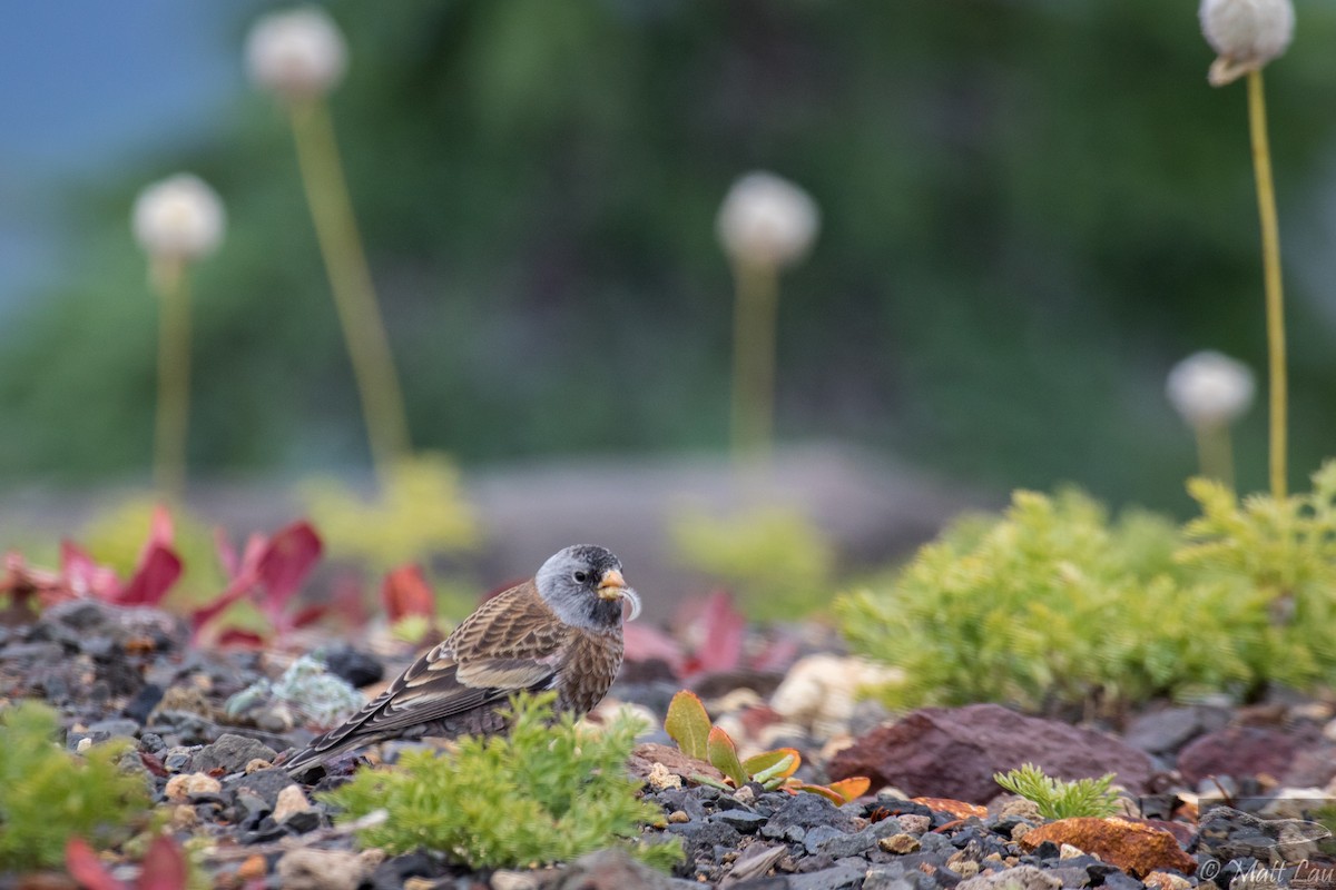 Gray-crowned Rosy-Finch - ML178774191