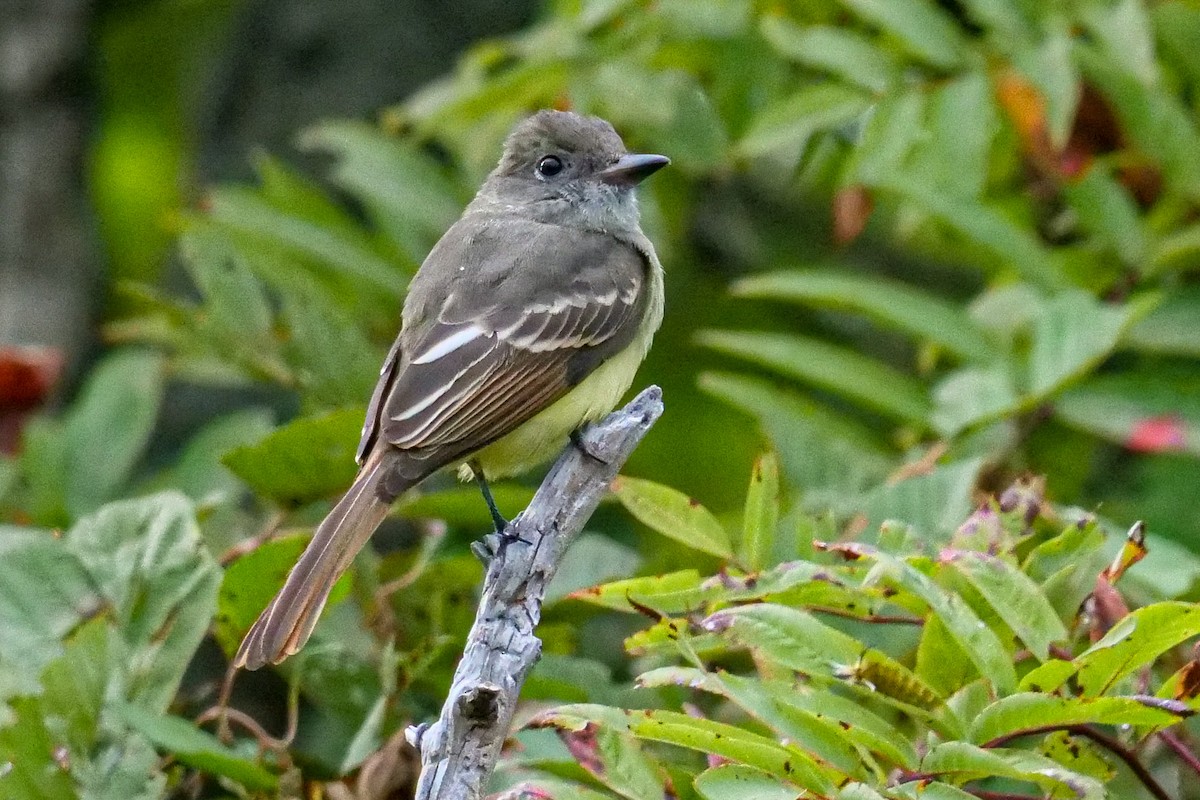 Great Crested Flycatcher - ML178775111