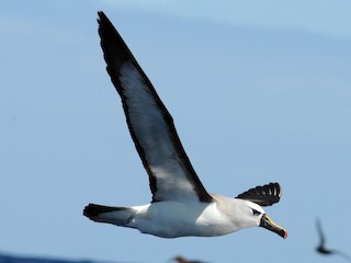 - Yellow-nosed Albatross (Atlantic)