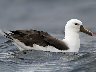  - Yellow-nosed Albatross (Indian)