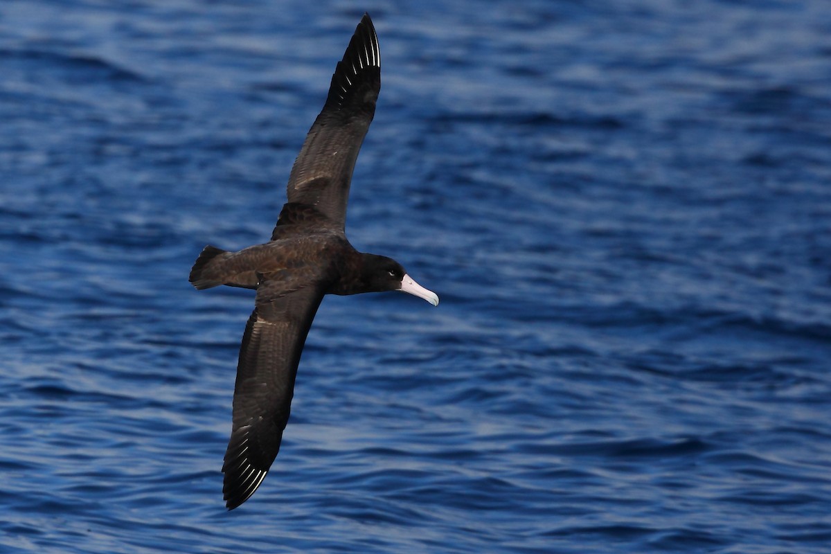 Short-tailed Albatross - ML178778551