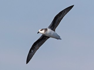 นกเต็มวัย ชุดขนสีอ่อน - Niall D Perrins - ML178781271