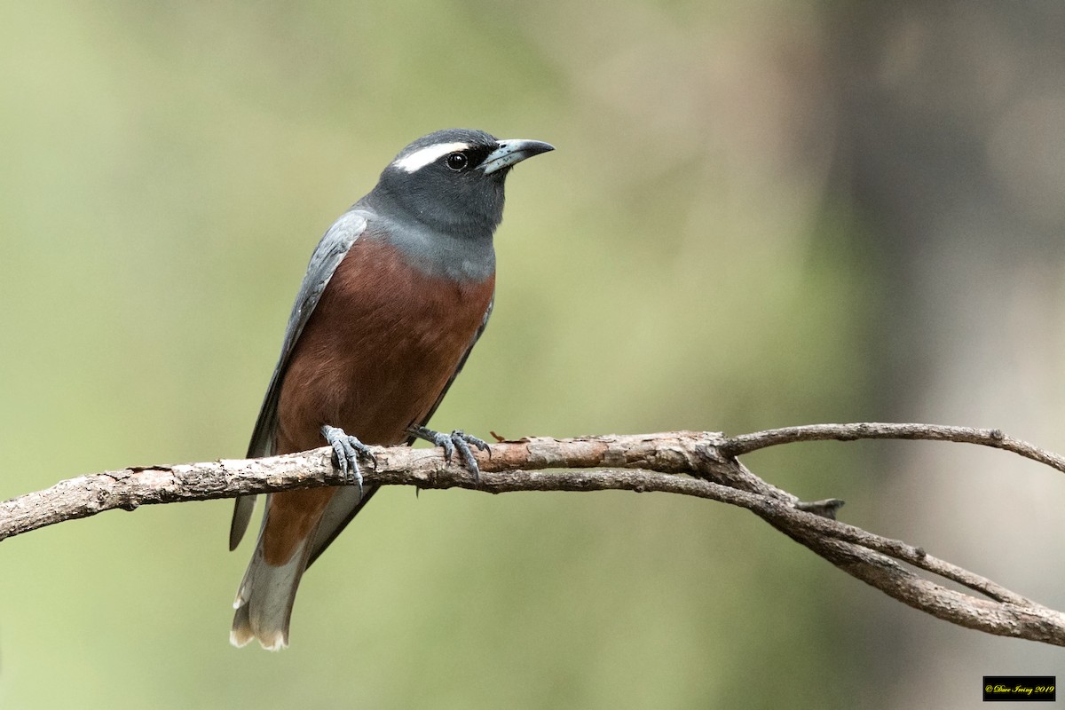 White-browed Woodswallow - ML178784191