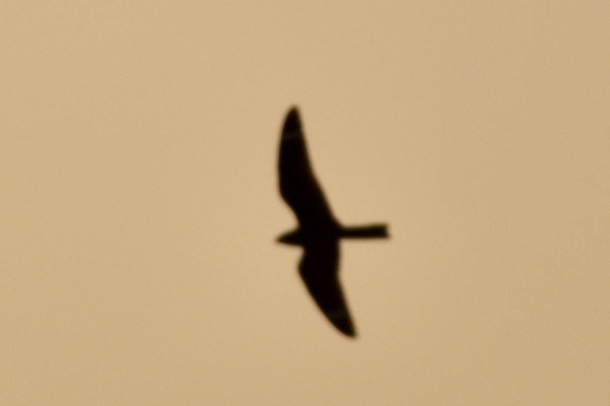 Lesser Nighthawk - Too Fly