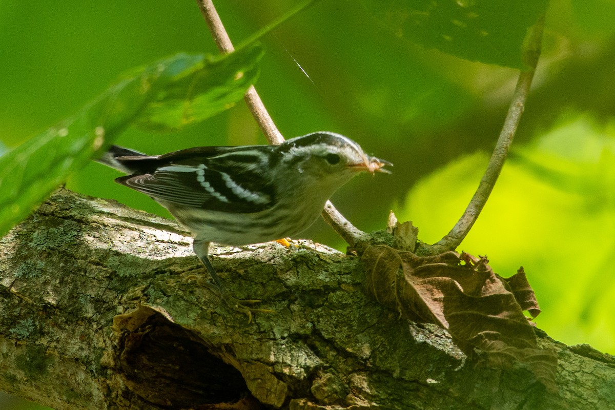 Black-and-white Warbler - ML178787731