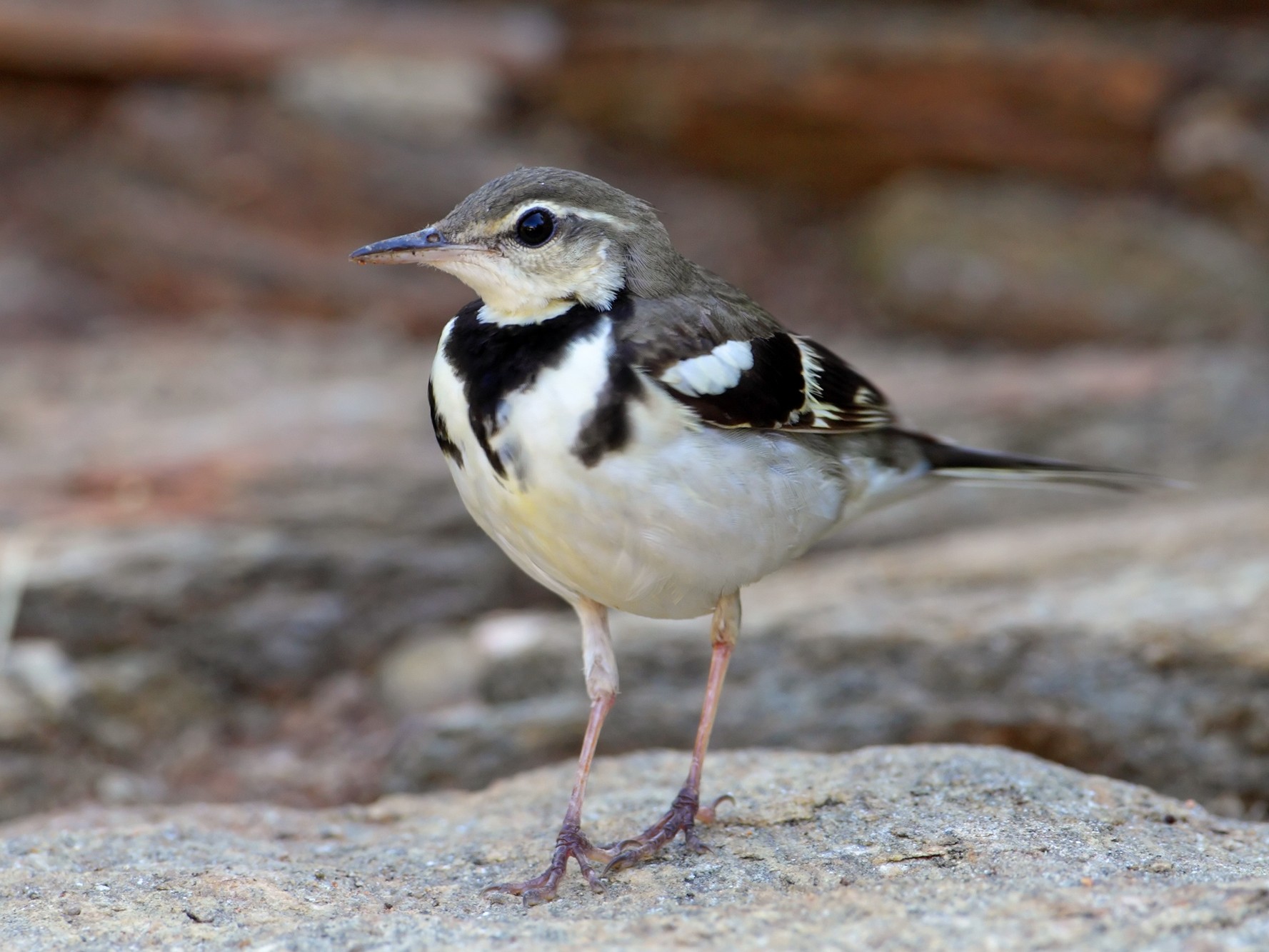 Forest Wagtail - Rohan Clarke