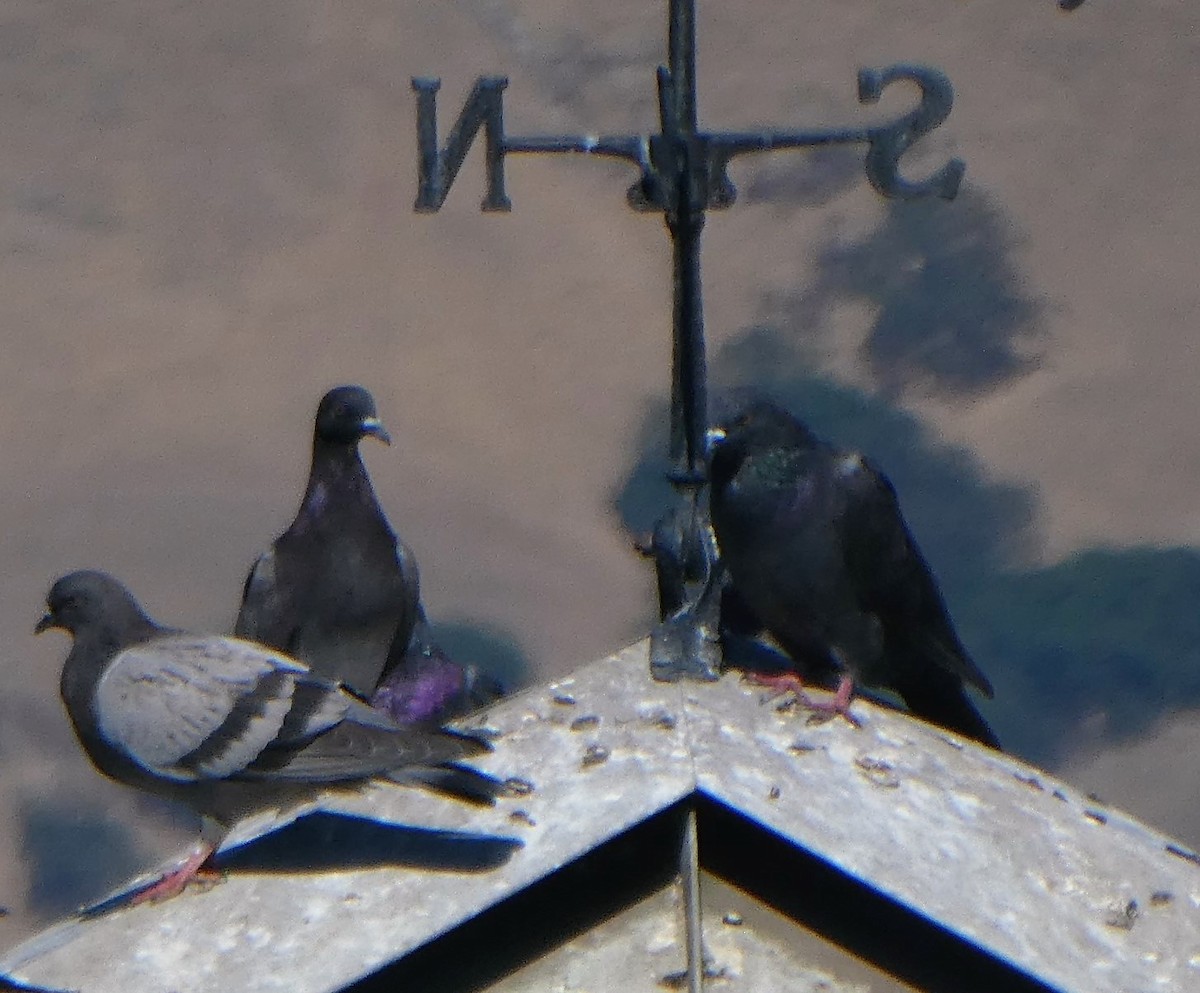 Rock Pigeon (Feral Pigeon) - Monica P