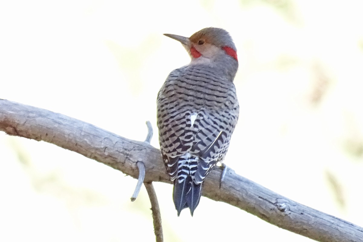 Northern Flicker (Yellow-shafted x Red-shafted) - ML178794451