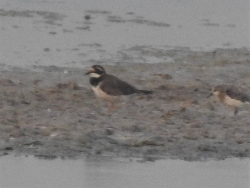 Common Ringed Plover - ML178794661