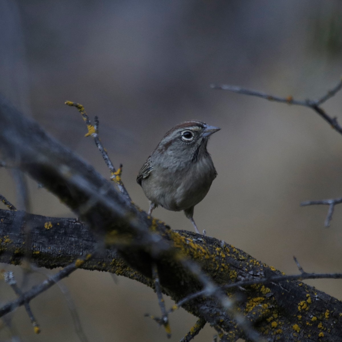 Rufous-crowned Sparrow - Doug Kibbe