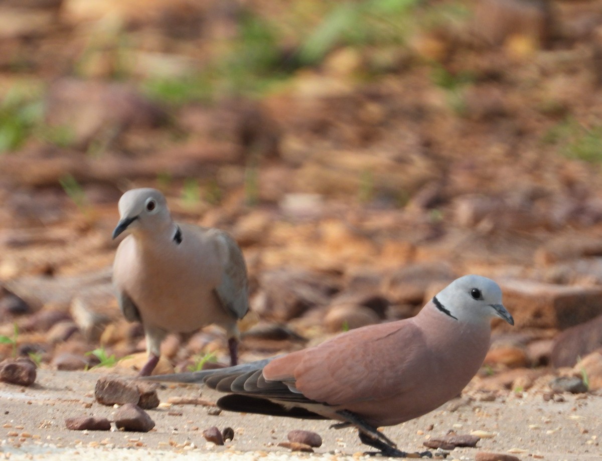 Red Collared-Dove - ML178796201