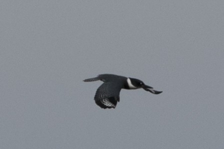 Belted Kingfisher - ML178801731