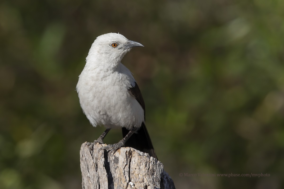 Southern Pied-Babbler - ML178803171