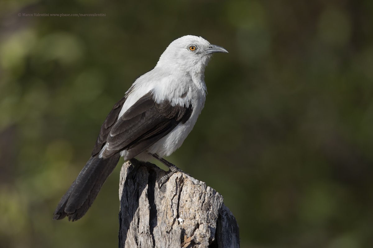 Southern Pied-Babbler - ML178803251