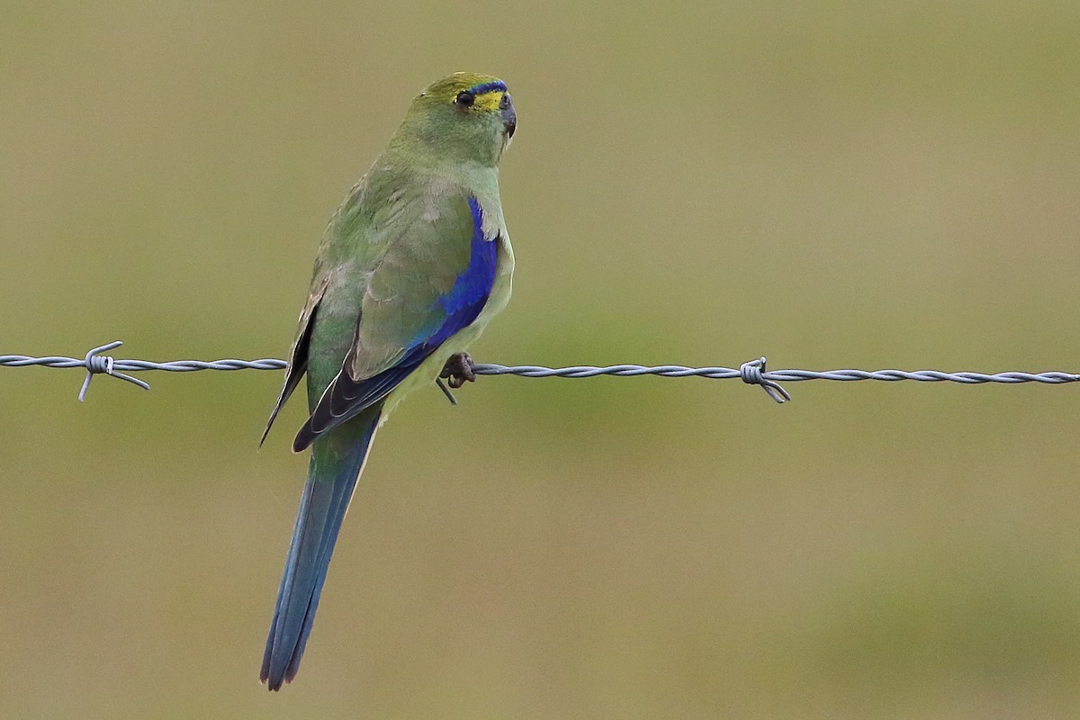 Blue-winged Parrot - ML178804781