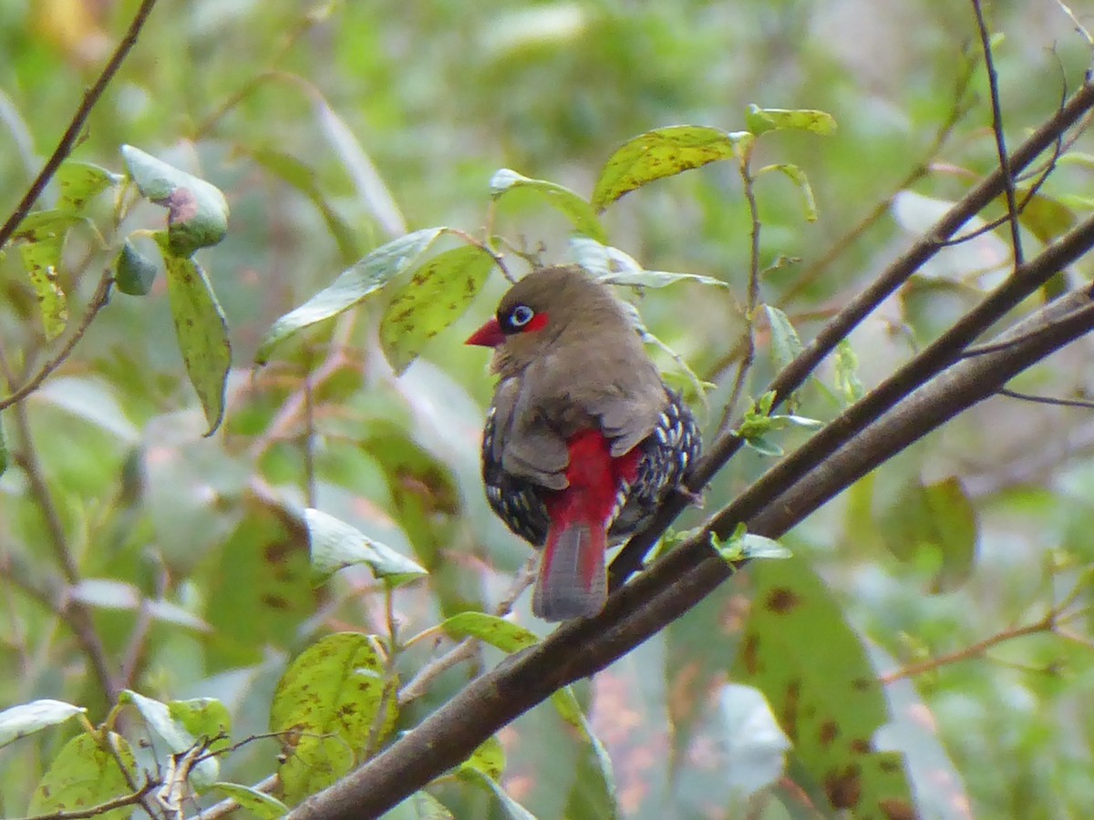 Red-eared Firetail - Christine D