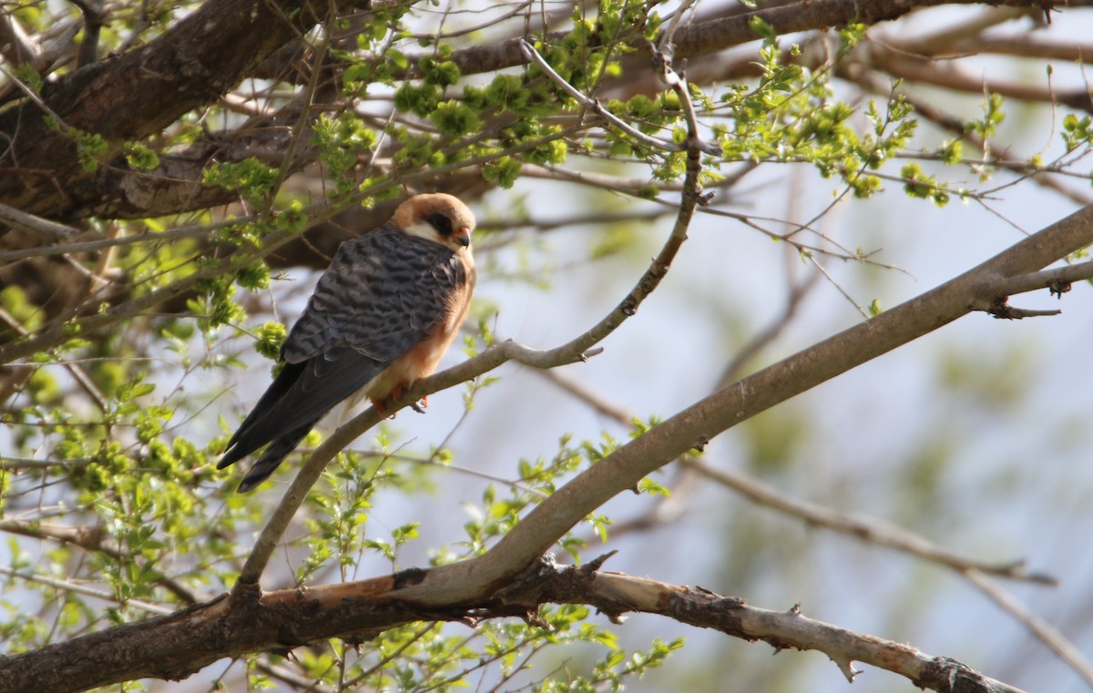 Red-footed Falcon - ML178808141