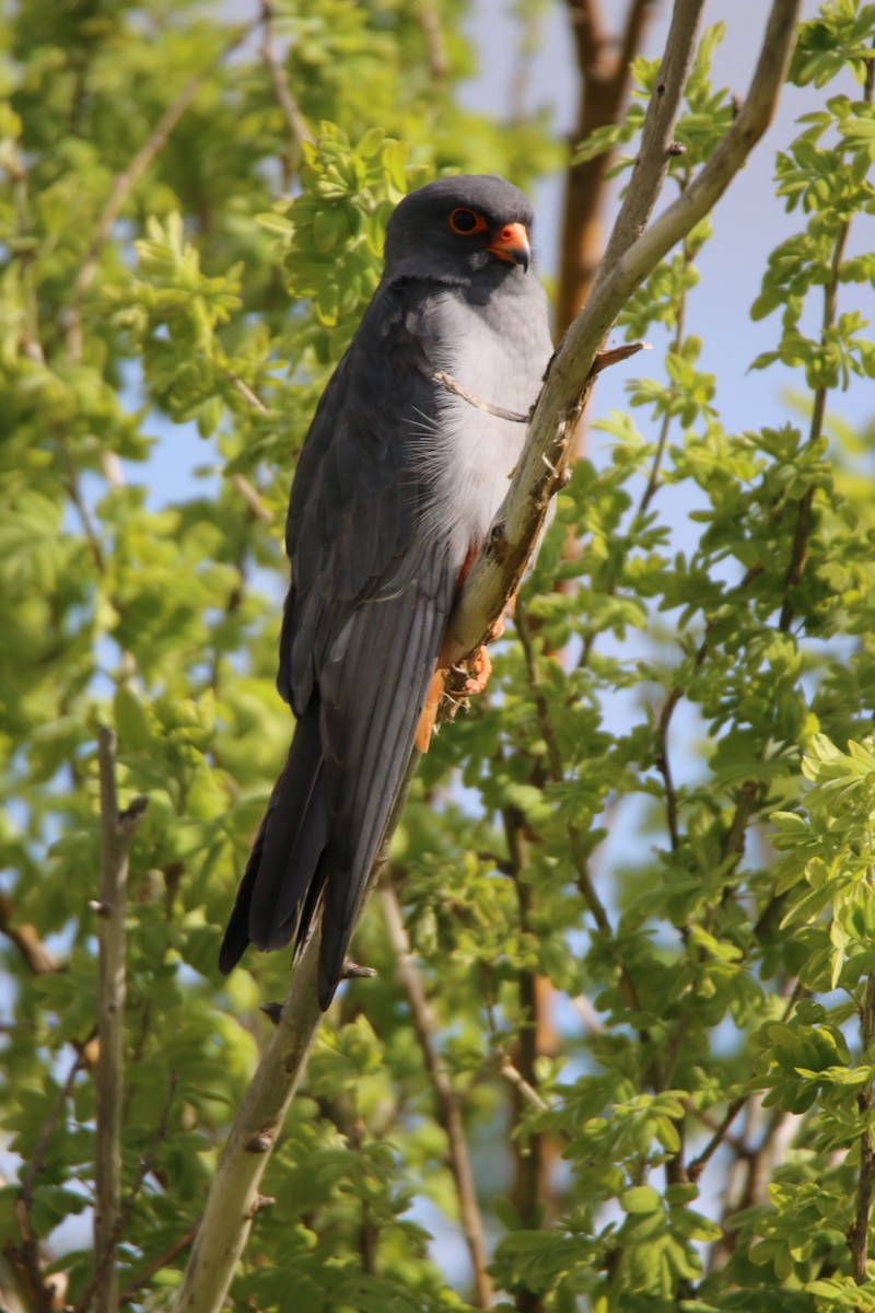 Red-footed Falcon - ML178808151