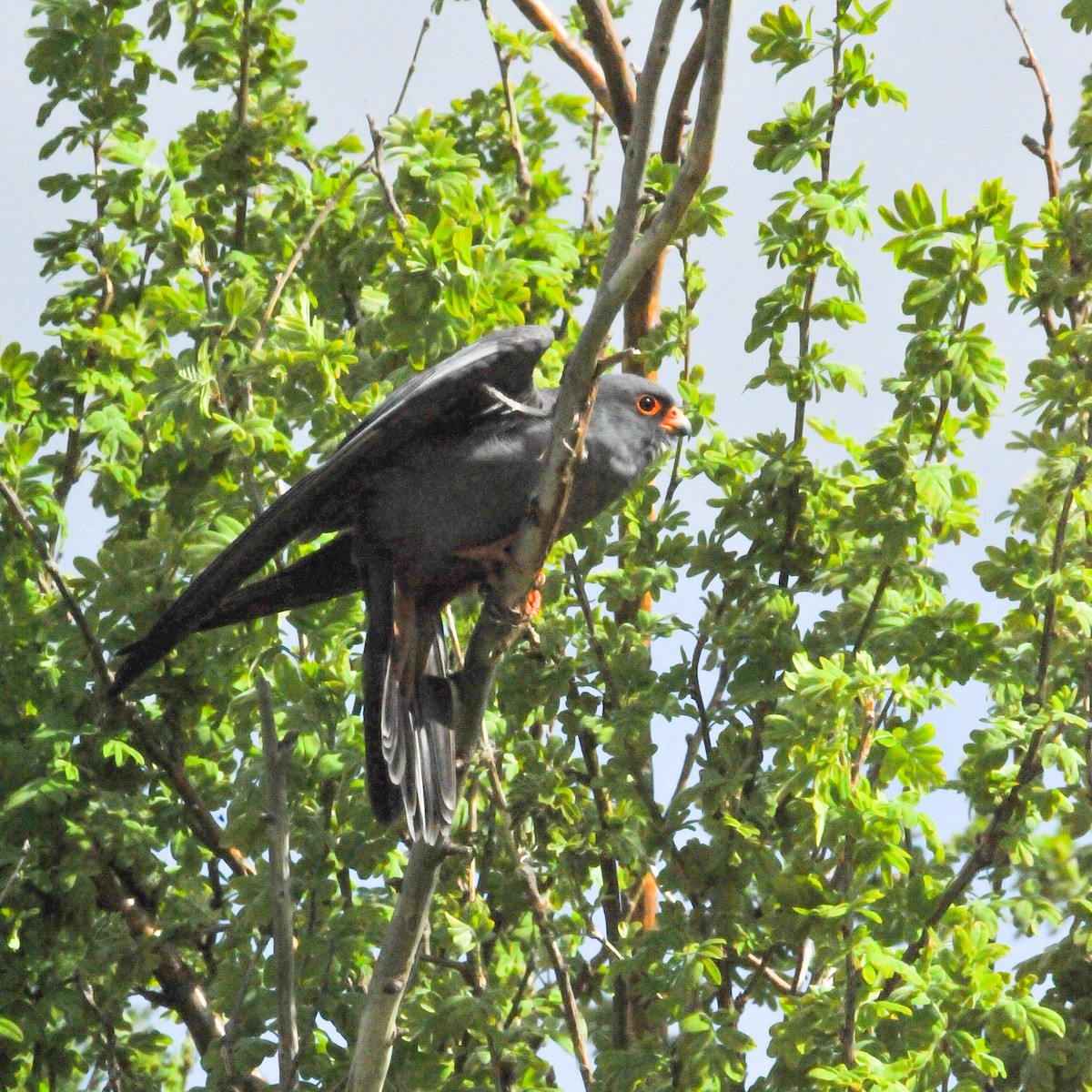 Red-footed Falcon - ML178808191