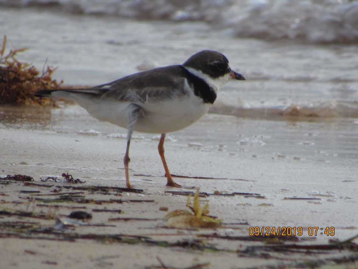 Semipalmated Plover - ML178808661
