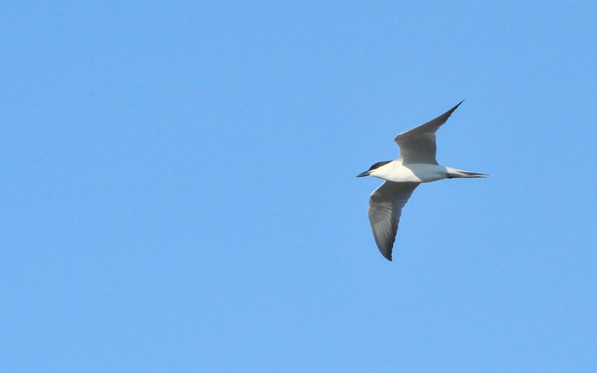 Gull-billed Tern - Jean-Louis  Carlo