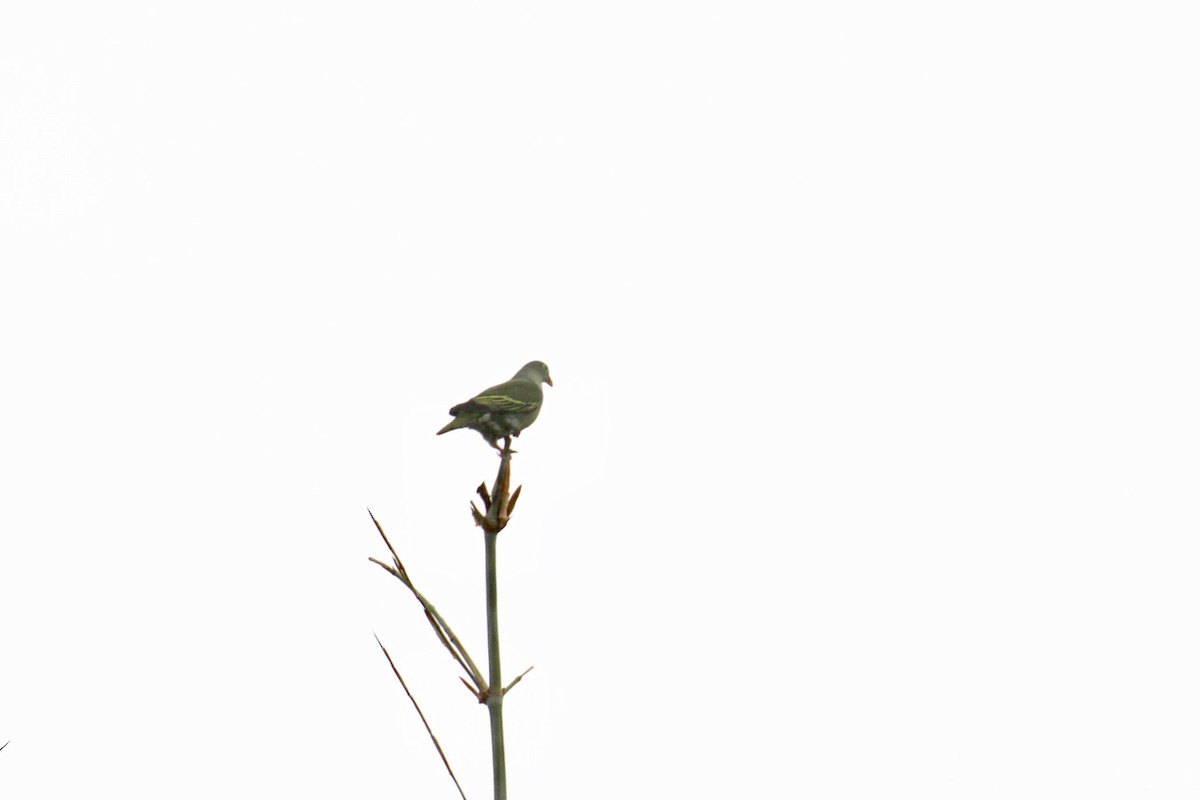 Thick-billed Green-Pigeon - Jens Toettrup