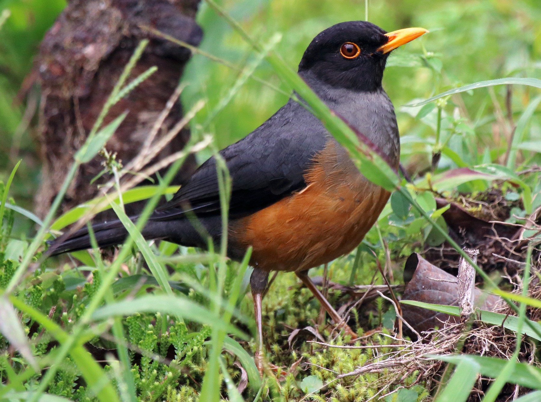 Chestnut-bellied Thrush - Mark Scheuerman