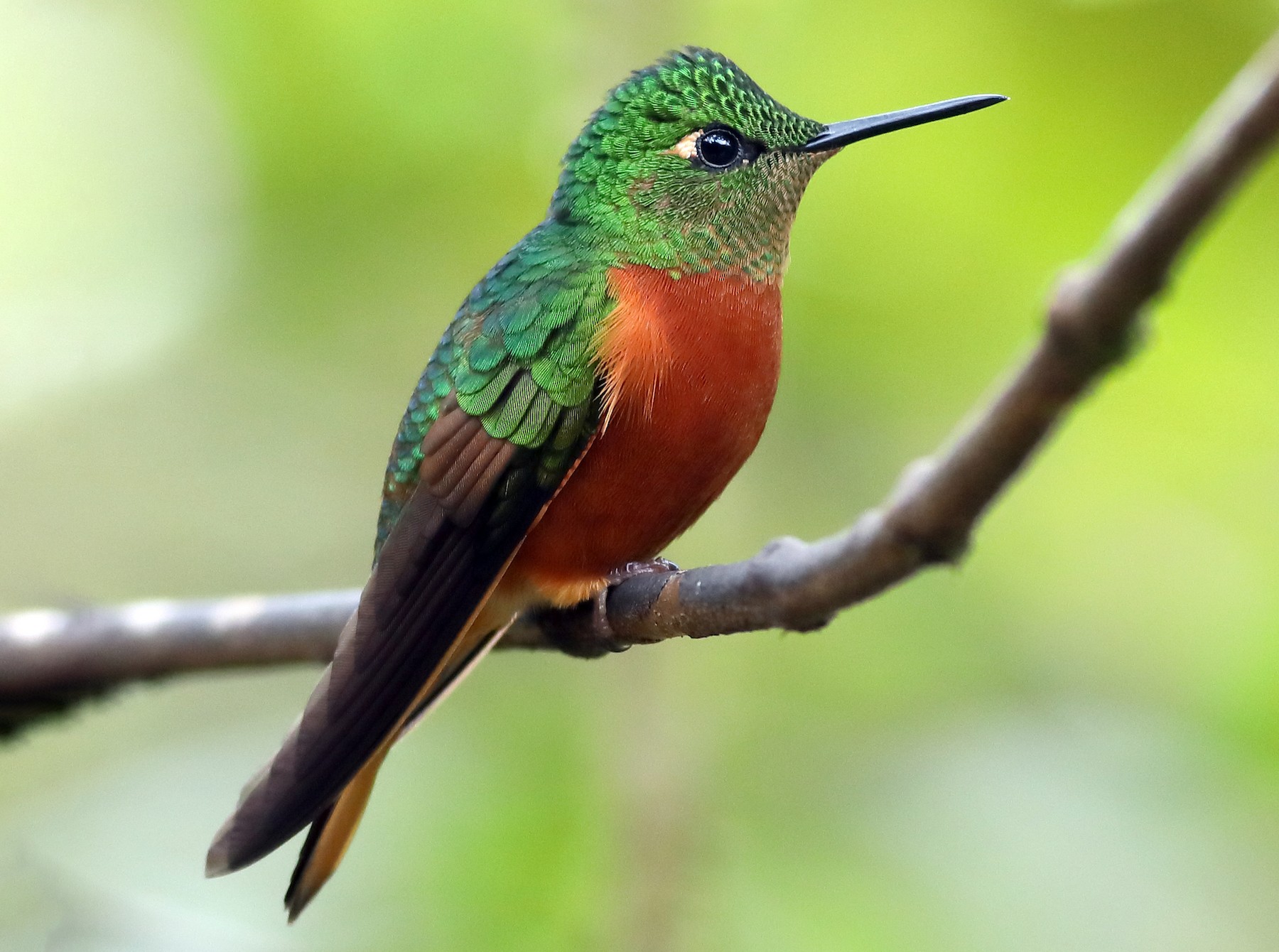 Chestnutbreasted eBird