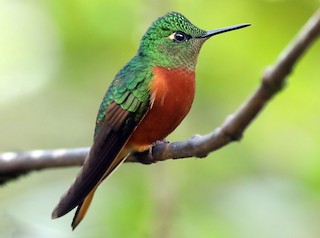  - Chestnut-breasted Coronet