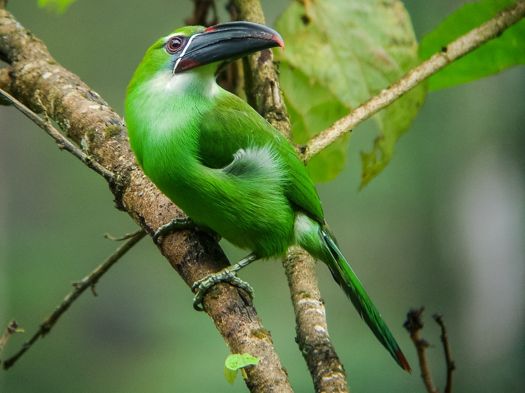 Chestnut-tipped Toucanet - Nick Athanas