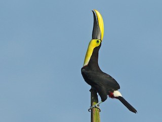 チョコキムネオオハシ - eBird